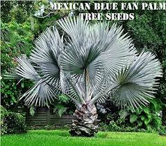 This palm is native to baja california and nw mexico. 10 Mexican Blue Fan Palm Tree Seeds Buy Online In Cook Islands At Cook Desertcart Com Productid 70396806