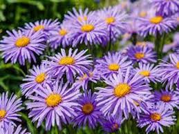 Maybe you would like to learn more about one of these? Yardsmart Annuals And Perennials
