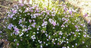 Coleonema Pulchellum Winter Flowering Shrubs Plants Flowering Shrubs
