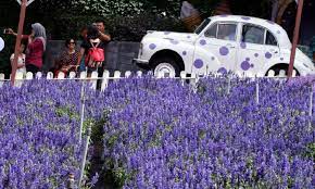 Couples don't have to travel all the way to hokkaido, japan for this scenic purple the cameron lavender garden is located at tringkap about 9 km away from brinchang town. Pesona Lavender Tanah Tinggi