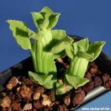 Image result for Monadenium friesii