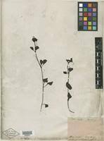 Image result for Diclis