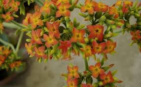 Image result for Kalanchoe lateritia