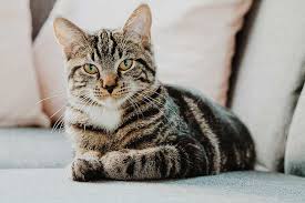 Ich möchte aber eigentlich das er erst gar nicht merkt. Katze Kastrieren Wie Viel Kostet Das Herold Blog