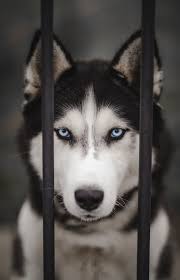Usa.com provides easy to find states, metro areas, counties, cities, zip codes, and area codes information, including population, races, income, housing, school. Husky Wallpapers Free Hd Download 500 Hq Unsplash