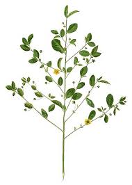 Image result for Sida serratifolia