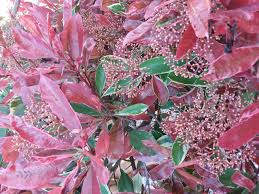 Image result for Photinia serrulata