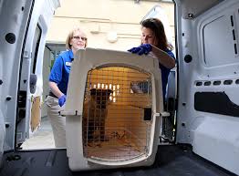 Why settle for a pet transport service when you can select the best? Best Pet Relocation Services To Meet Your Specific Needs Golden Animals