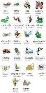 Pin By Caroline Yee On English English Vocabulary English Grammar Learn English