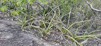 Image result for Merwilla lazulina