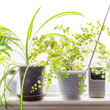 Although a maidenhair fern does require more care and attention, with the proper care this plant can live for a long while, growing more beautiful with each passing year. Maidenhair Fern Care How To Grow Maintain Maidenhair Fern Plants Apartment Therapy