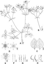 Maybe you would like to learn more about one of these? Clematis Taeguensis A Flowering B Fruiting C Leaflet D Flower Download Scientific Diagram