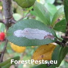 Image result for Phyllonorycter leucographellus