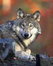 No, at this time, there are no wolves in maine. Endangered Species Act Protections Stripped From Gray Wolves Center For Biological Diversity