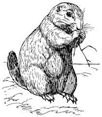 'gopher' is a generic term for a number of small rodents that live in underground burrows. Prairie Dog Coloring Page Dog Coloring Page Animals Prairie Dog