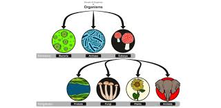 Well, what do you know? Classification Of Living Organisms Trivia Questions Quiz Proprofs Quiz