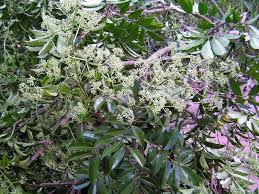 Image result for Pseudospondias