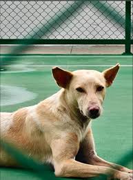 Benefits of owning a dog for children's development