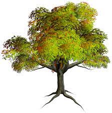 Tree Images Free Free Download Clip Art Free Clip Art On Tree Images Tree Clipart Clip Art