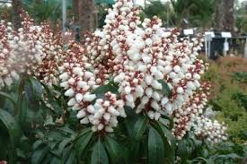 Image result for Pieris japonský bonfire obrázek