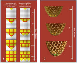 The Hexagonal Shape Of The Honeycomb Cells Depends On The Construction Behavior Of Bees Scientific Reports