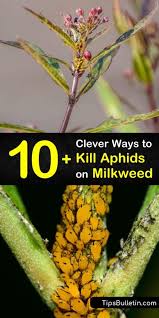 10 Clever Ways To Kill Aphids On Milkweed In 2020 Milkweed Milkweed Plant Aphids