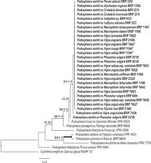 Image result for Macrotyloma daltonii