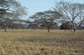 Image result for Samanea leptophylla