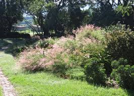 Image result for Melinis tenuissima