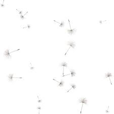 Cvd Inner Storm Dandelion Seed Scatter Png Dandelion Seed Dandelion E Flowers