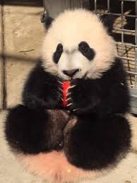7306983981c2298d070569ff028d4ba7 Jpg 474 632 Pixels Pandalar Kopek Minis
