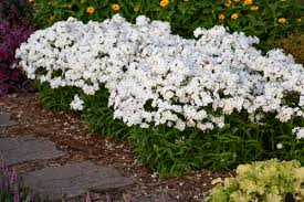 So when we were in napa last year with my family at stags' leap winery, our guide took us through their moon garden and i listened up! 20 White And Silver Plants Perfect For Creating Moon Gardens Proven Winners
