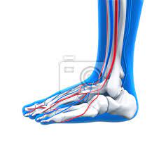Menschlicher Fuss Anatomie Fototapete Fototapeten Shinbone Mittelfuss Lig Myloview De