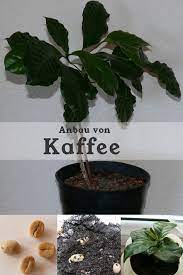 Kaffee Selbst Anbauen Kaffeepflanze Exotische Pflanzen Pflanzen