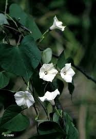 Image result for Ipomoea obscura