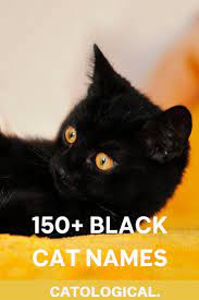 Top 150 Names For Black Cats Funny Unique Pop Culture And More Names For Black Cats Girl Cat Names Cute Cat Names