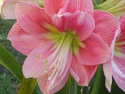 Growing Amaryllis Amaryllis Pink Amaryllis Amaryllis Flowers