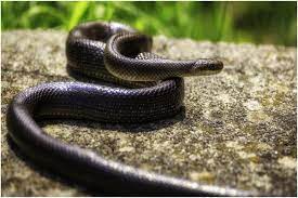 Sélectionnez la combinaison de chiffres qui correspond au symbole voulu. Qu Est Ce Qui Fait Fuir Les Serpents 5 Astuces