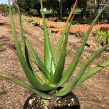 Image result for Aloe cameronii × christianii
