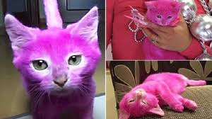 Membantu kucing yang sakit atau sekarat. Anak Kucing Mati Setelah Bulunya Diberi Pewarna Banjarmasin Post