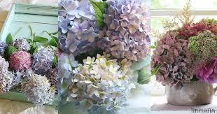 Tersebutlah hikayat cerita yang lama seorang puteri bernama siti zubaidah suaranya merdu parasnya cantik jelita hingga. Cantik Tapi Bahaya Oh My Hydrangea Viral Meletop