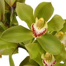 The Luxurious Cymbidium Orchid My Local News Us