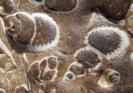 Maybe you would like to learn more about one of these? Organic Rich Sedimentary Rocks Wikipedia