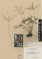 Image result for Actiniopteris pauciloba