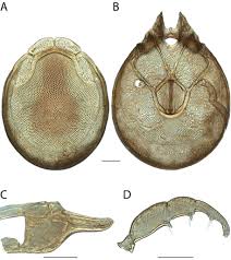 Live in london (2020) (320) dj. Revision Of Torrent Mites Parasitengona Torrenticolidae Torrenticola Of The United States And Canada 90 Descriptions Molecular Phylogenetics And A Key To Species