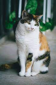 So Cute 3 Pretty Cats Kitten Care Cute Cats