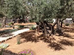 The Garden Of Gethsemane Garden Of Gethsemane Garden Photo