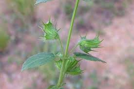 Image result for Xerophyta suaveolens