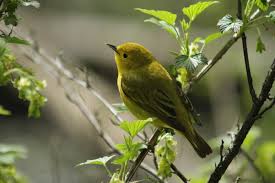 Като съществителни разликата между финч и гросбойк. Orioles Grosbeaks And Warblers Oh My Bygl