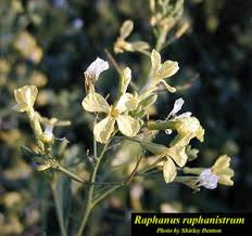 Image result for Raphanus raphanistrum